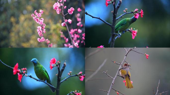 春天的花儿鸟儿素材