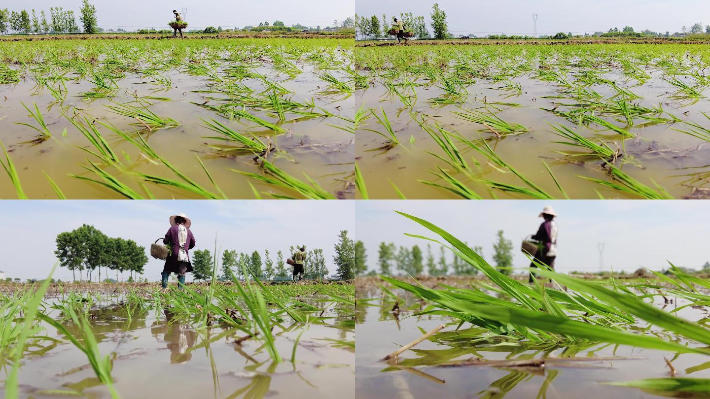 种水稻