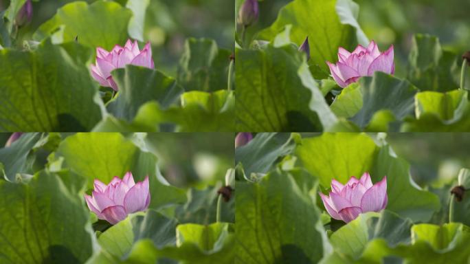 荷花荷叶荷塘绿色莲藕花朵莲花夏荷绿色莲花