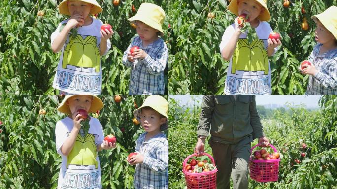 儿童吃着新鲜采摘的油桃