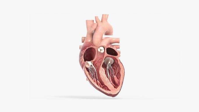 心脏解剖内部动画