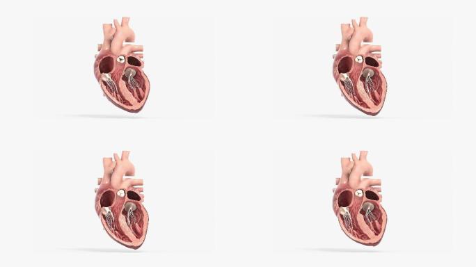 心脏解剖内部动画