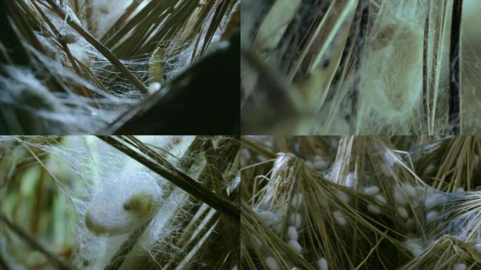 蚕吐丝的过程