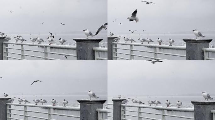 桥面飞翔的海鸥