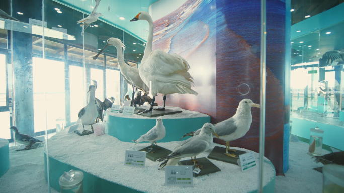 鸟类标本展览馆