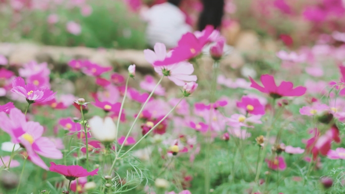 人民公园花海格桑花文艺短片花朵春天花开