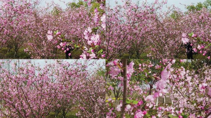 海棠花树