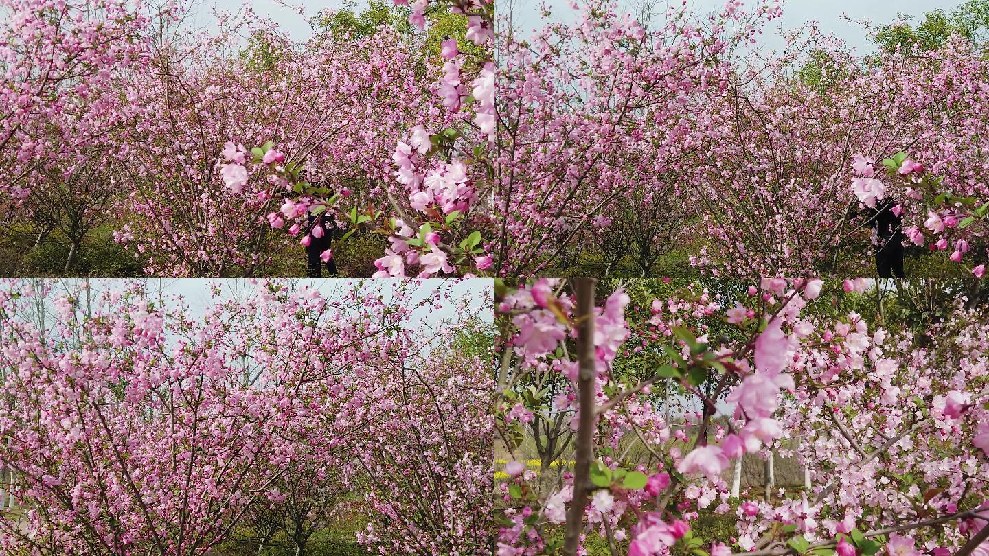 海棠花树