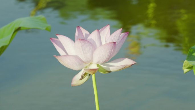 荷花荷叶荷塘绿色莲藕花朵莲花夏荷绿色莲花