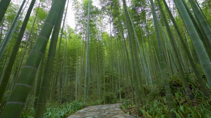 竹林小道视频素材