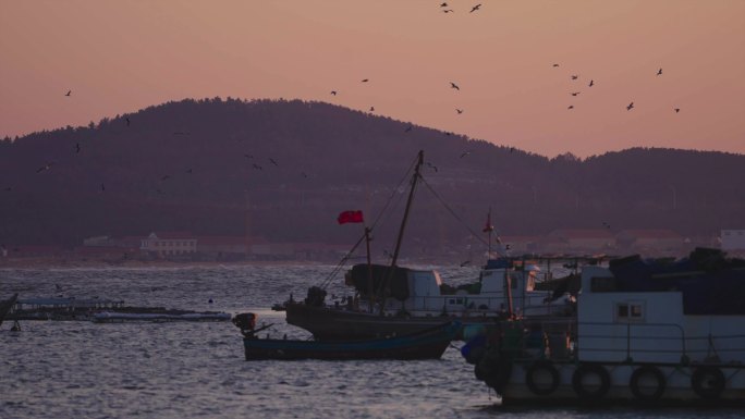 海边夕阳轮船与海鸥