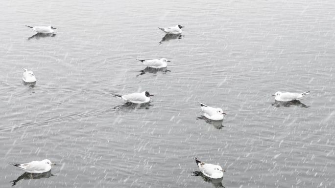 冬天大雪湖面上的海鸥