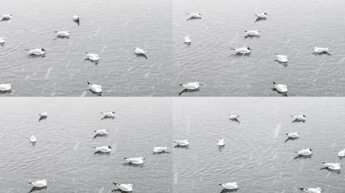 冬天大雪湖面上的海鸥
