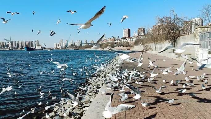 天津滨海新区塘沽老码头观鸥鸟的好去处