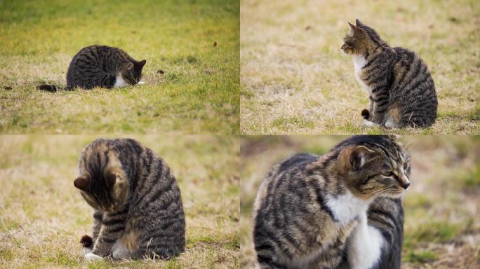 狸花猫在草坪玩耍