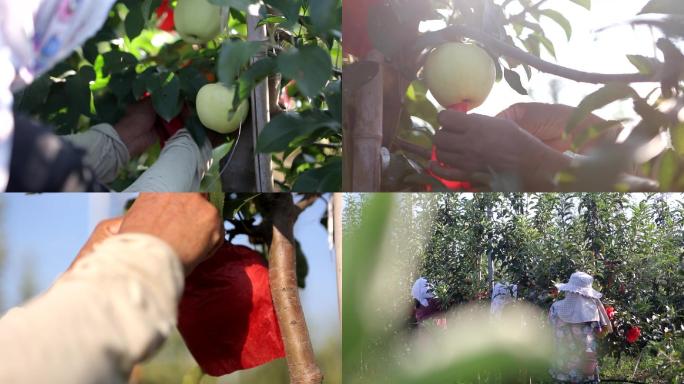 苹果 果园 摘苹果