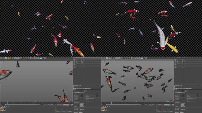 锦鲤鱼群_C4D动画模型