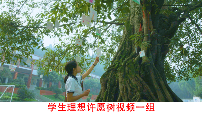学生与许愿树视频素材