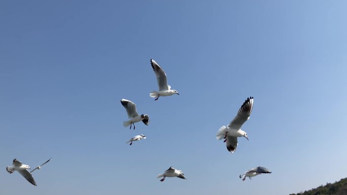 蓝天海鸥飞翔