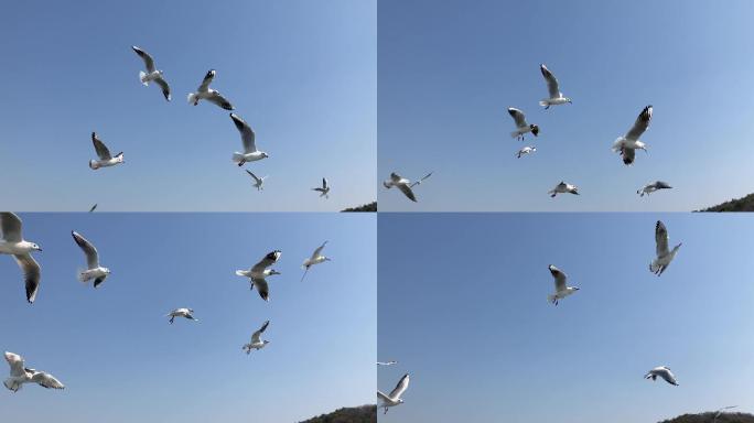 蓝天海鸥飞翔
