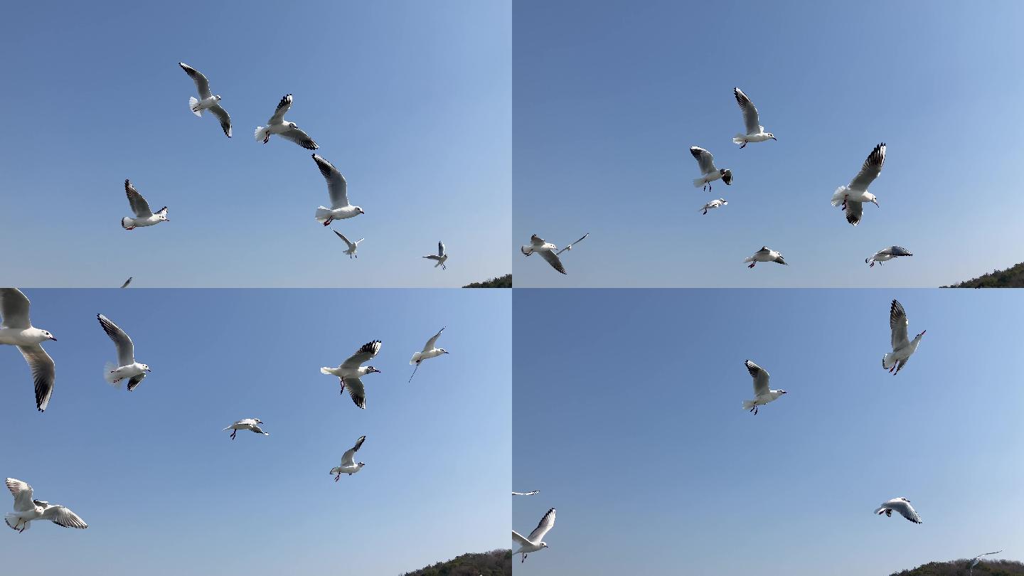 蓝天海鸥飞翔