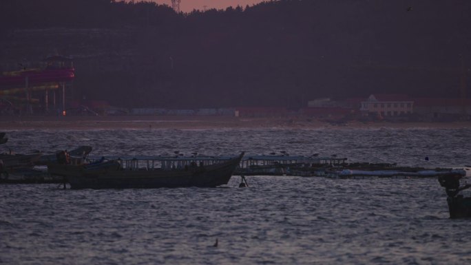 傍晚捕食的海鸥