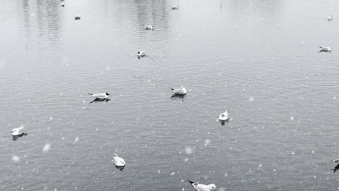大雪湖面上的海鸥