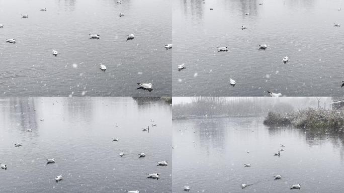 大雪湖面上的海鸥