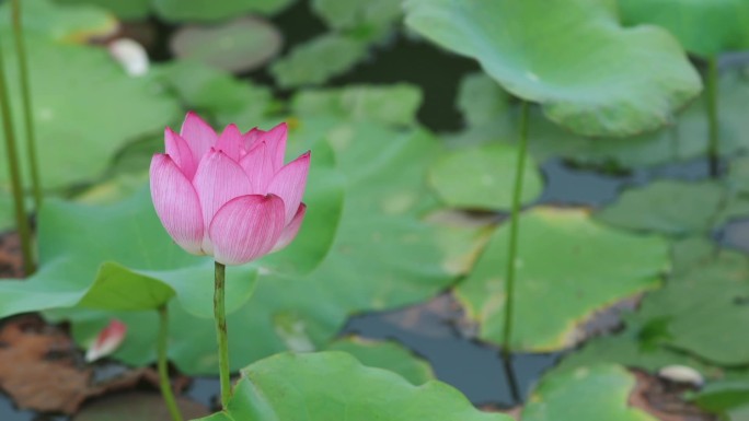 【有版权】优美漂亮荷花莲花风景