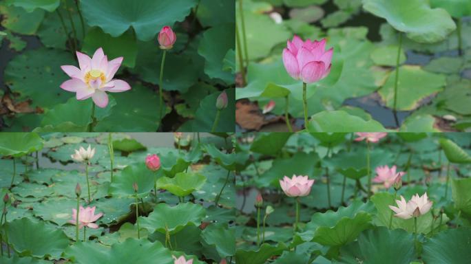 【有版权】优美漂亮荷花莲花风景