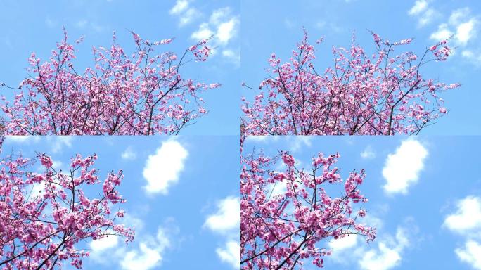 春日蓝天白云桃花蜜蜂