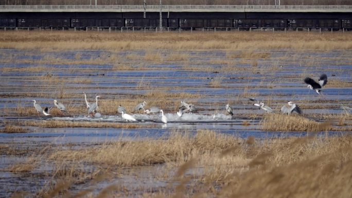 黑龙江大庆龙凤湿地迎来春季鸟类栖息觅食