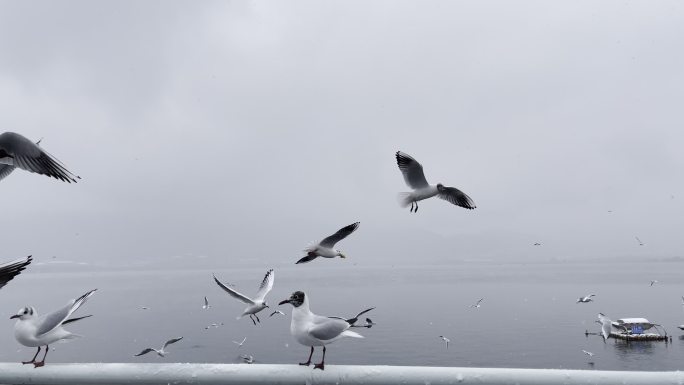冬天飞翔的海鸥