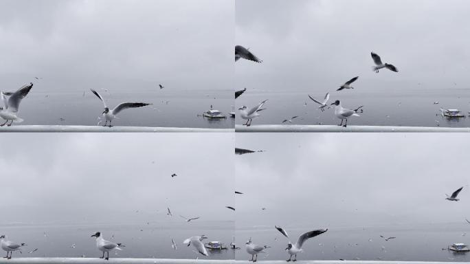 冬天飞翔的海鸥