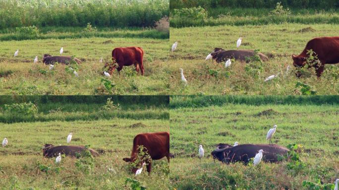 牛和白鹤  自然和谐共生