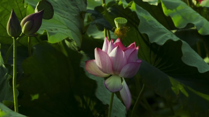 荷花荷叶荷塘绿色莲藕花朵莲花夏荷绿色莲花