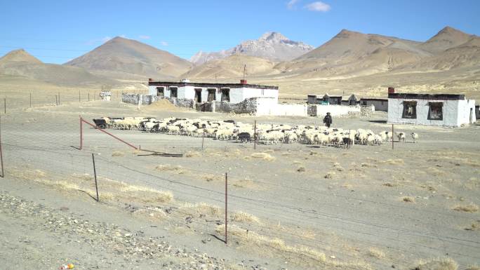 西藏高原牛羊群