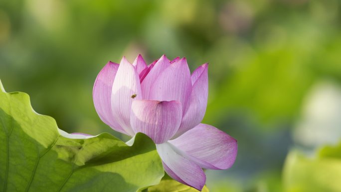 荷花荷叶荷塘绿色莲藕花朵莲花夏荷绿色莲花