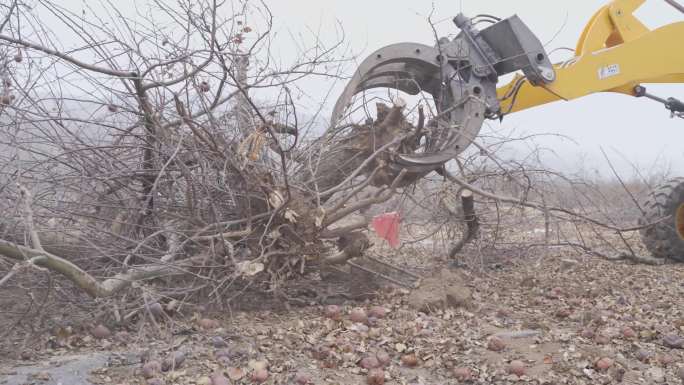 【4K】生物质农林废弃物果木砍伐收集素材