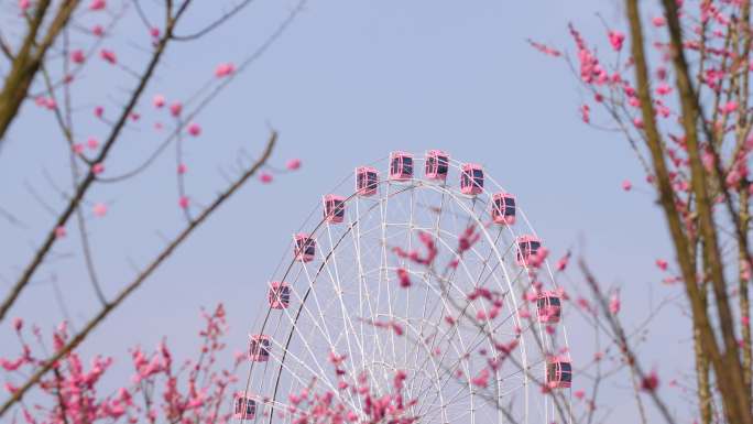 梅花中的摩天轮