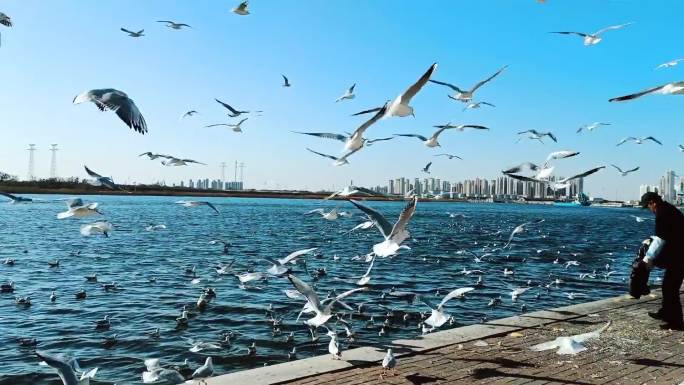 天津滨海新区塘沽老码头观鸥鸟的好去处