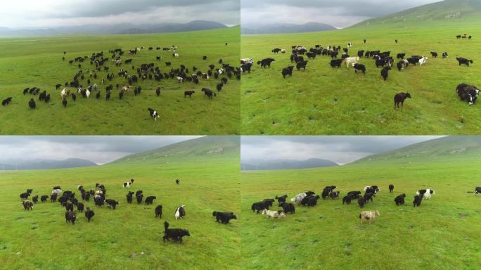 草原牛群放牧