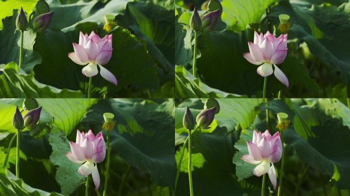 荷花荷叶荷塘绿色莲藕花朵莲花夏荷绿色莲花