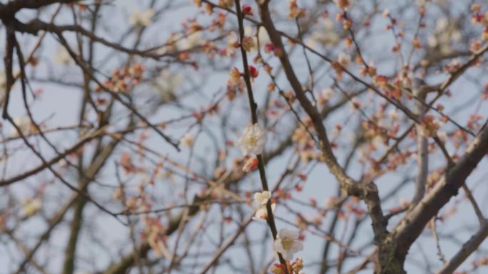 唐梅、宋梅、腊梅、梅花