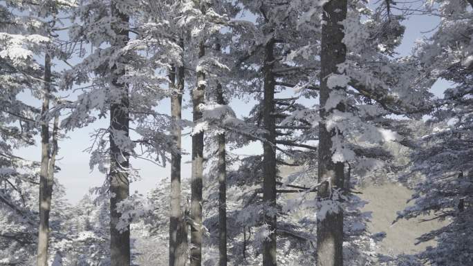 神农架神农顶雪景静物-03