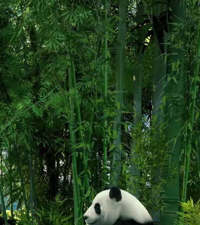竖屏熊猫吃竹子