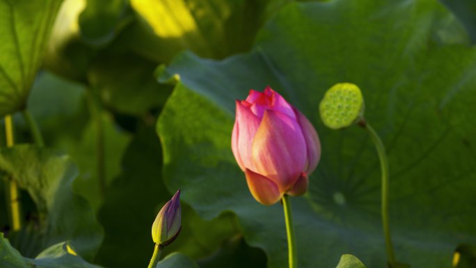 荷花荷叶荷塘绿色莲藕花朵莲花夏荷绿色莲花