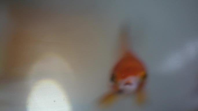 金鱼鱼缸红金鱼白色金鱼大鲫鱼