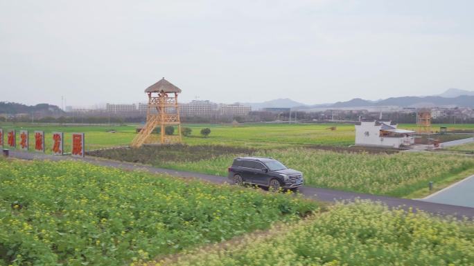 汽车行驶在油菜花田间