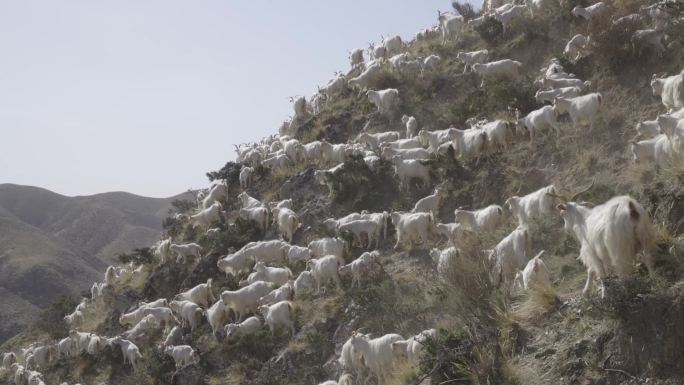 原生态 白山羊 羊吃草 养殖场 炖羊肉